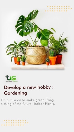 the urban greens